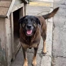 Rogéria Santos exige rigor após crime contra o cachorro Orelha